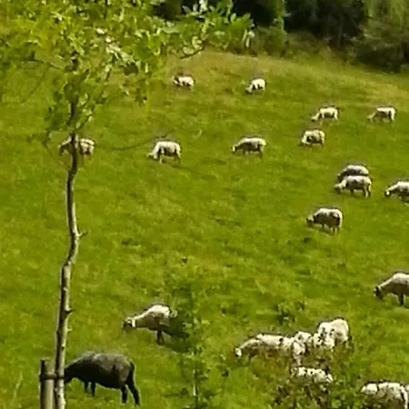 Εξοχικό σπίτι Eguzkitze Rural Independiente Abaltzisketa